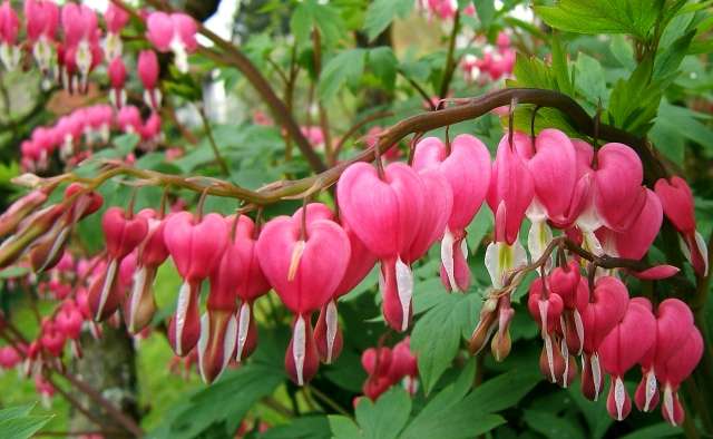 Dicentra on kasvi, jonka sydämenmuotoiset kukat riippuvat kaarevasta varresta. Bush, jonka korkeus on 30-100 cm