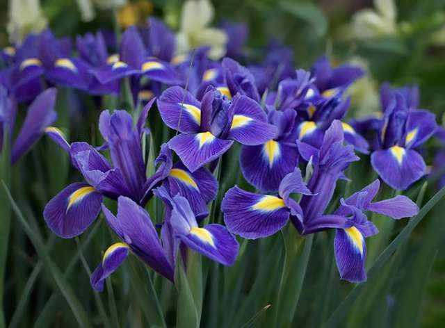 Iris (iiris, kukot) on juurakoiden kasvi, jossa on kirkkaat kukat. Se kukkii toukokuusta elokuuhun lajikkeesta riippuen.