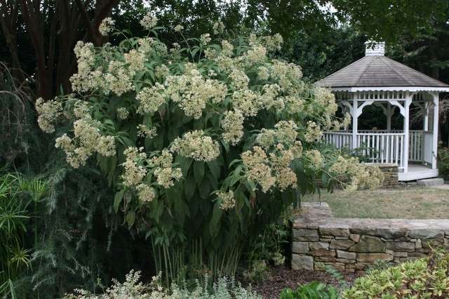 Bristlecone on monivuotinen kukinta elokuusta lokakuuhun. Kasvien korkeus 100-150 cm.