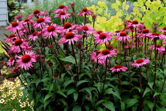 Echinacea purpurea on lääkekasvi, jolla on suuret, kauniit kukat.