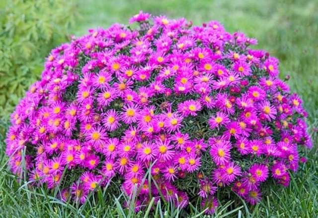 Monivuotinen asteri on kylmäkestävä kasvi, jossa on kukkia - tähtiä. On olemassa kevät-, kesä- ja syksylajeja