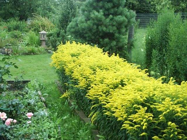 Goldenrod (solidago) on korkea pensas, jossa on keltaisia ​​kukintoja. Pensaan korkeus voi olla kaksi metriä, mutta on myös alamittaisia ​​- jopa 50 cm