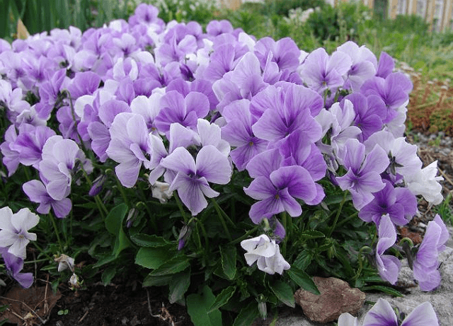 Violetti (viola) - koristekasvit kauniilla monivärisillä kukilla. Monet lajit eroavat toisistaan ​​kukinnan ja värin suhteen.