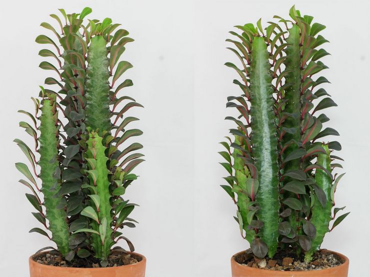 Euphorbia dreieckig oder dreieckig