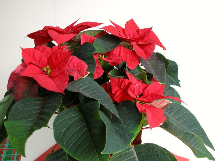 Euphorbia ist der schönste oder Weihnachtsstern