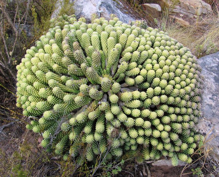 Euphorbia 