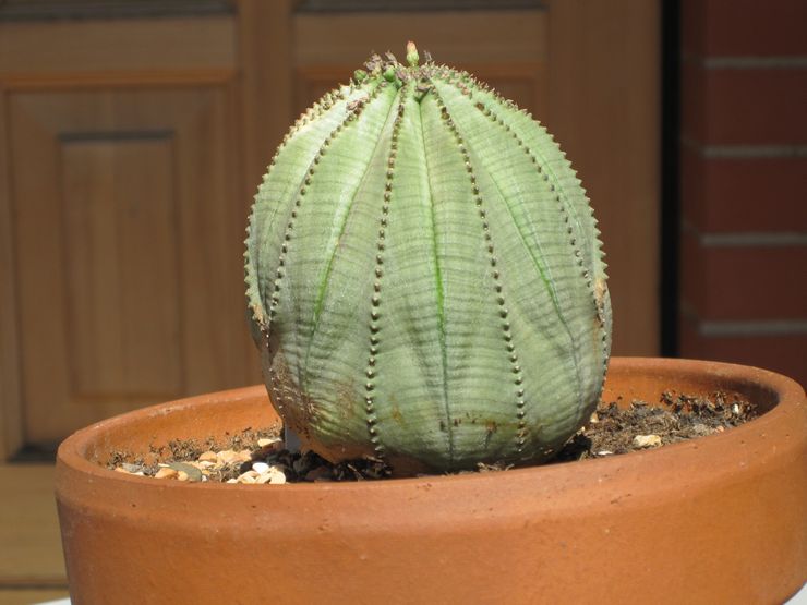 Euphorbia fettleibig oder plump