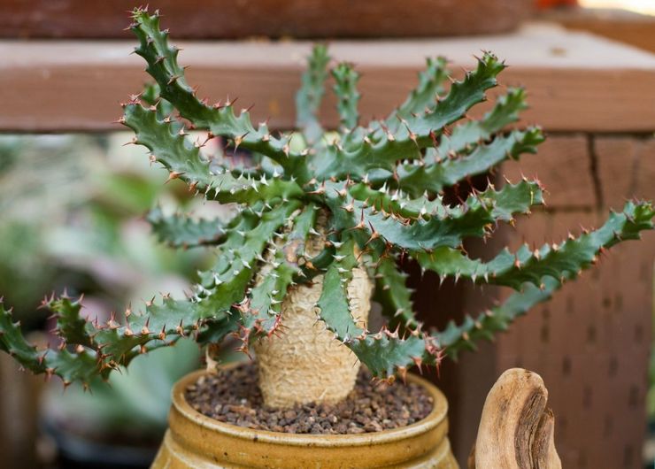 Euphorbia Sukkulente