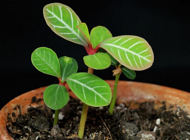 Züchtungsmethoden von Milkweed