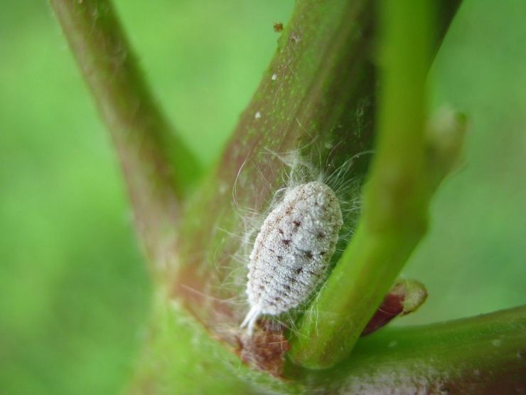 תיאור Mealybug