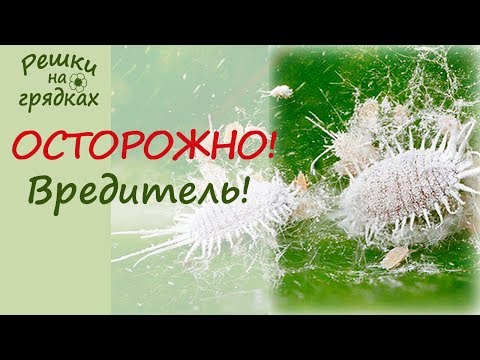 Mealybug הוא מזיק זדוני של צמחים בתוך הבית! איך להיפטר מכת דבורים