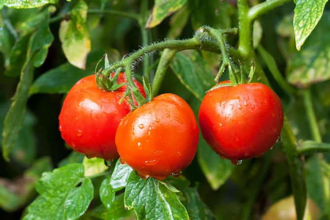 מחסור בחומרים מזינים בעגבניות