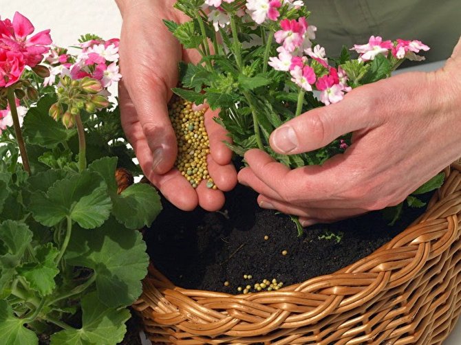 Düngemittel und Spurenelemente. Pflanzen und Blumen füttern. Mehrnährstoffdünger