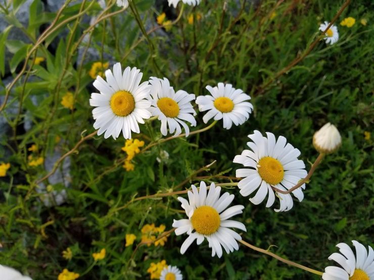 Gänseblümchen