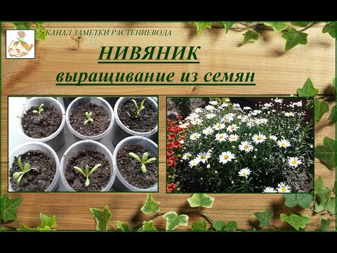 Nivyanik (Gartenkamille) - wächst aus Samen, von der Aussaat bis zur Blüte.