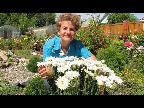 Schneeflockenblumen! Frottee Kamille.
