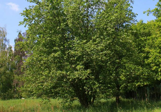 Alder er grå. Foto og beskrivelse