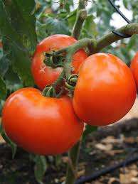 Hybrid Debut f1 je vhodný jak do skleníků, tak do zeleninových zahrad. Rajčata Debut f1 podle popisu a recenzí mají kulatý tvar a hladký povrch, ve zralé formě krásné červené barvy. Ovoce je pěkně obilné