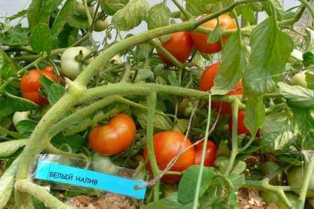 I følge beskrivelsen av tomatsorten White fylling, har den en tett hud som er motstandsdyktig mot sprekker.