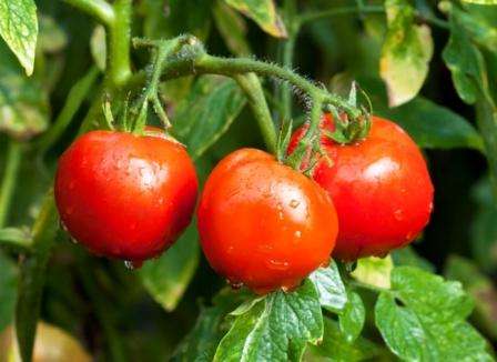 Ifølge gartnere kan denne tomaten kalles en av de best avlet i tiden med sovjetisk utvalg på 60 -tallet.