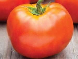 Det er vanskelig å bedømme egenskapene til tomathvitfyllingen bare etter utseendet og bildet, så det er best å lese beskrivelsen