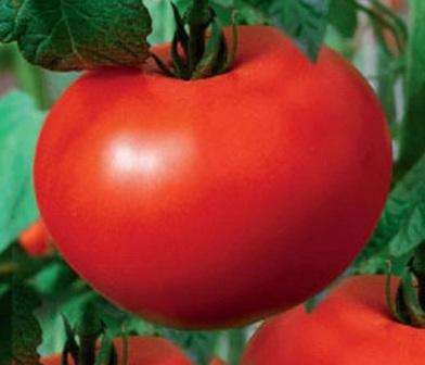 Valkoisen tomaatin täyttö: lajikkeen ominaisuudet ja kuvaus, puutarhureiden arviot