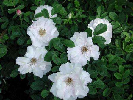 Elskere av hvite blomster vil elske denne kanadiske rosesorten. Størrelsen på Henry Hudson -busken er opptil 1,5 m med en bredde på opptil 1,25 m.