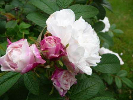 En annen type hvit kanadisk rose er Louise Banier. I følge beskrivelsen fra oppdretterne har denne sorten store blomster,