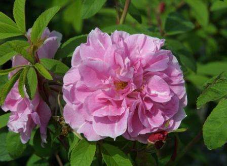 Å dyrke Teresa Bagnet -busken er helt enkelt, og blomsten vil glede deg spesielt om høsten.
