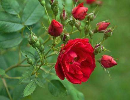 Kanadiske roser: beskrivelse av fotosorter