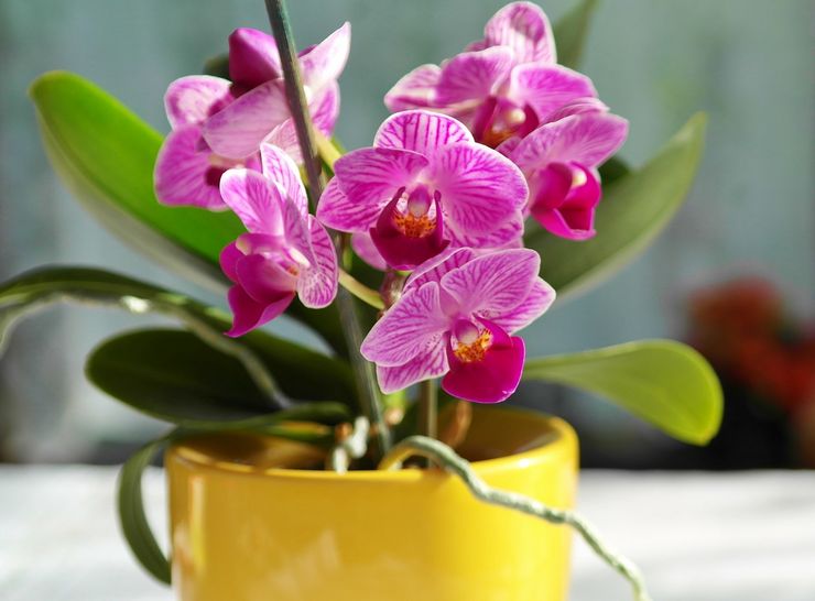 Orkidean kuvaus