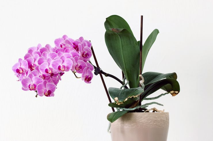 Orkidean ominaisuudet
