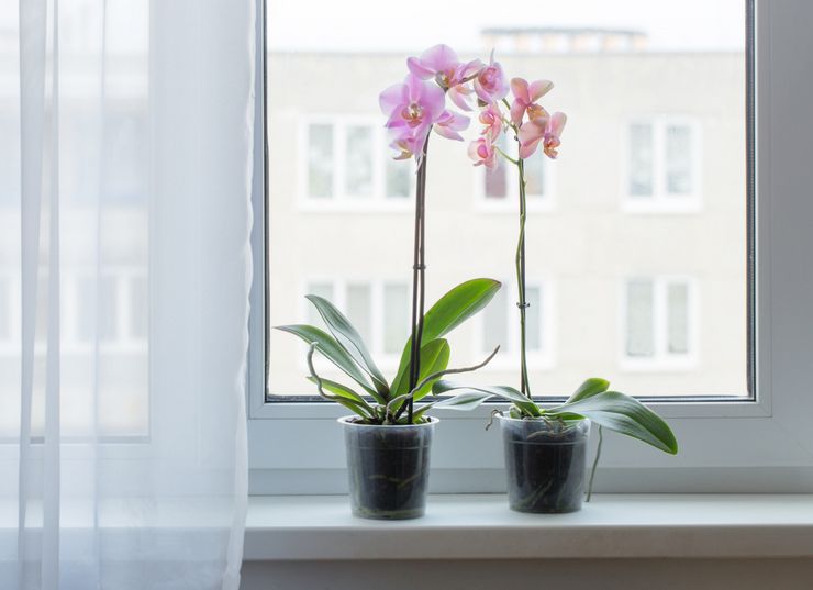 Valaistus orkideoille