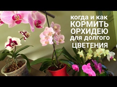 Milloin ja miten ruokkia ORCHIDia niin, että orkidea kukkii pidempään ja upeammin