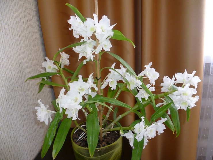Cellogins Orchidee