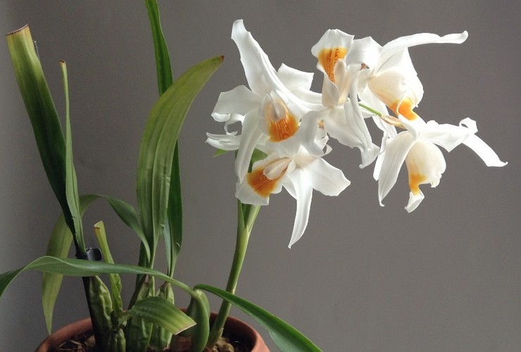 Chovné metody celloginových orchidejí
