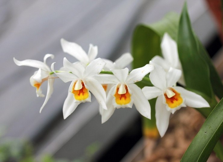 Selloginin orkidea