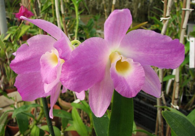 Je velmi důležité vybrat správné místo pro orchidej.