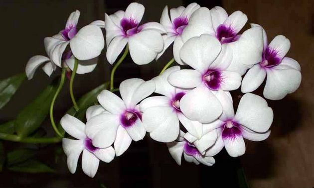 Orchidee dieser Unterart verträgt keine übermäßige Bodenfeuchtigkeit
