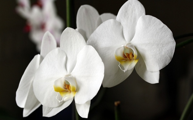 Dendrobium nobile orchidej