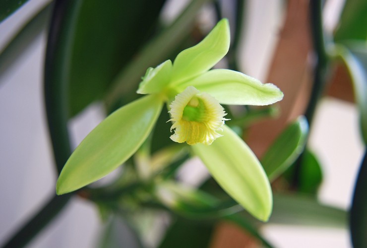 Péče o vanilkovou orchidej doma