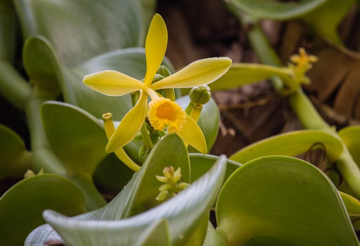 Vanilková orchidej