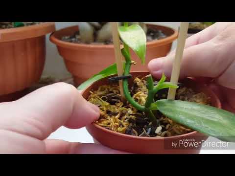 סחלב וניל (Vanilla planifolia) בתוך הבית