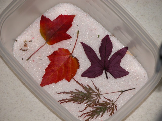dekor fra tørre blader