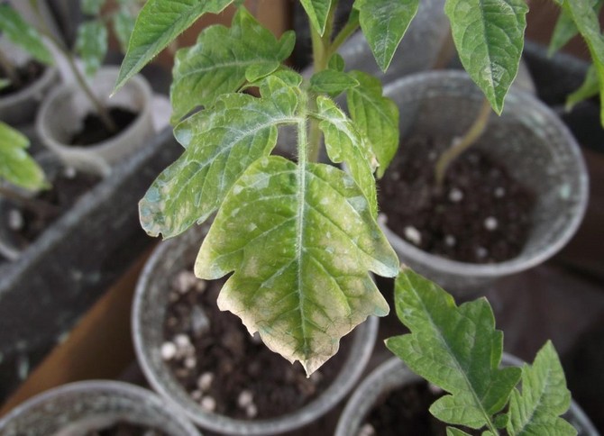 Tomatplanter blir bleke og gule, bladene tørker ut og faller av