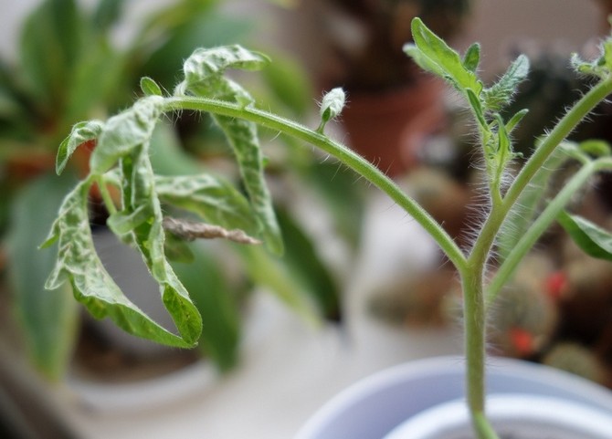 Hovedproblemene med tomatplanter og hvordan de løses