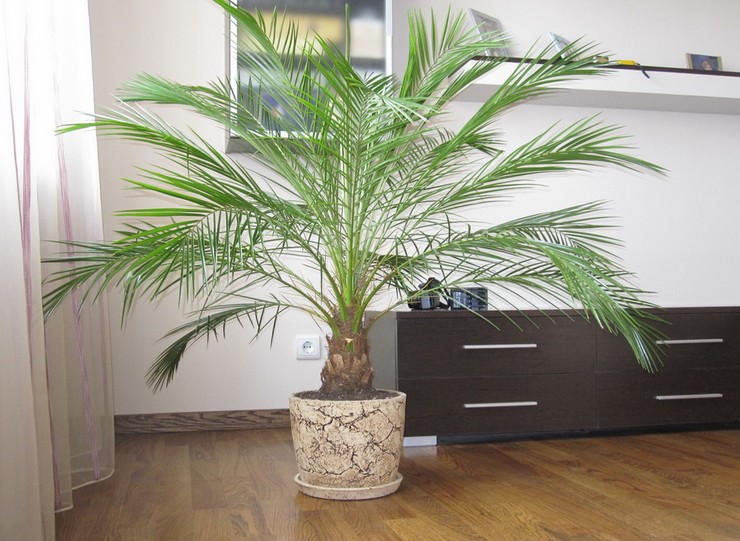 Phoenix Palmenpflege zu Hause