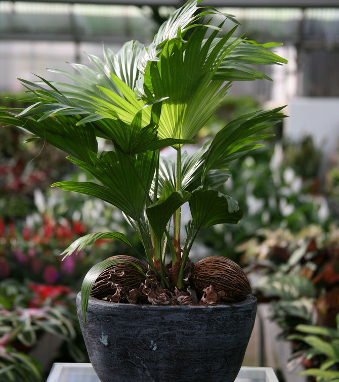 Livistona er også en fuktighetselskende plante som trenger daglig sprøyting.