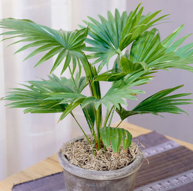 Eine erwachsene Liviston-Palme wird alle 3-5 Jahre einmal transplantiert.