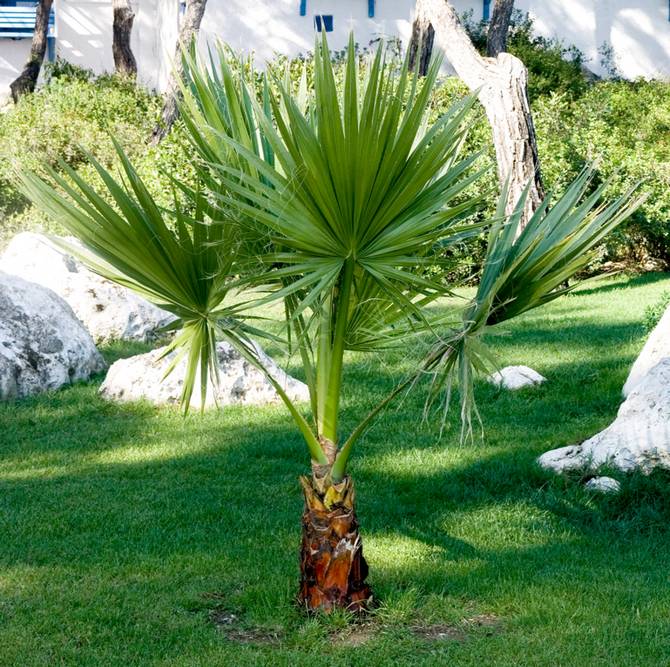 Suosittuja eksoottisten palmujen lajikkeita ja tyyppejä